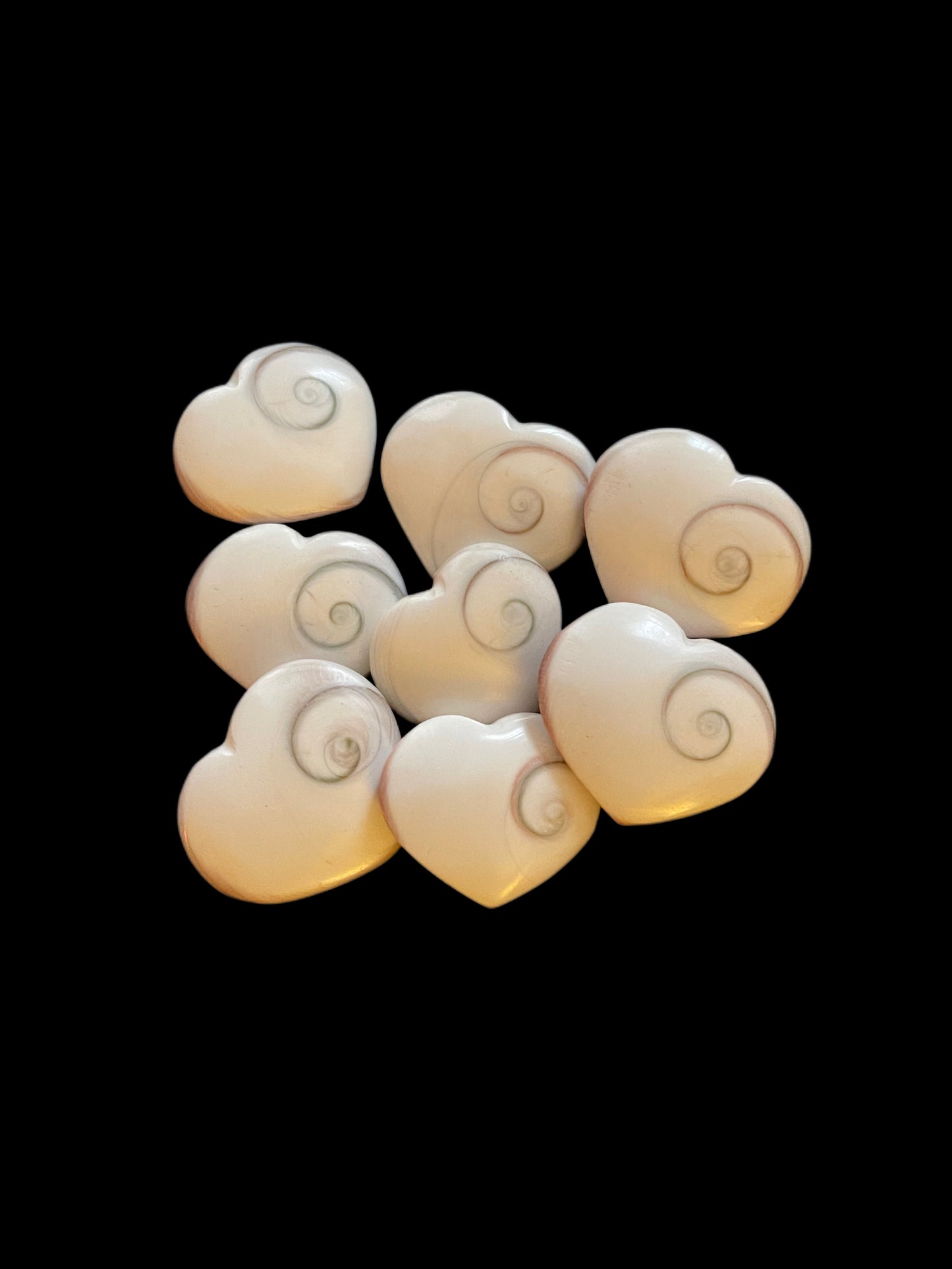 Shiva Shells - Available at West Palm Only