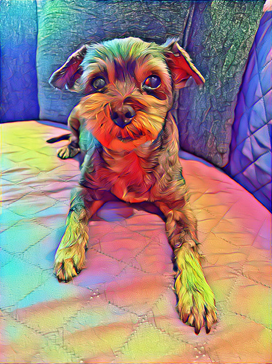 Psychic Pet Reading