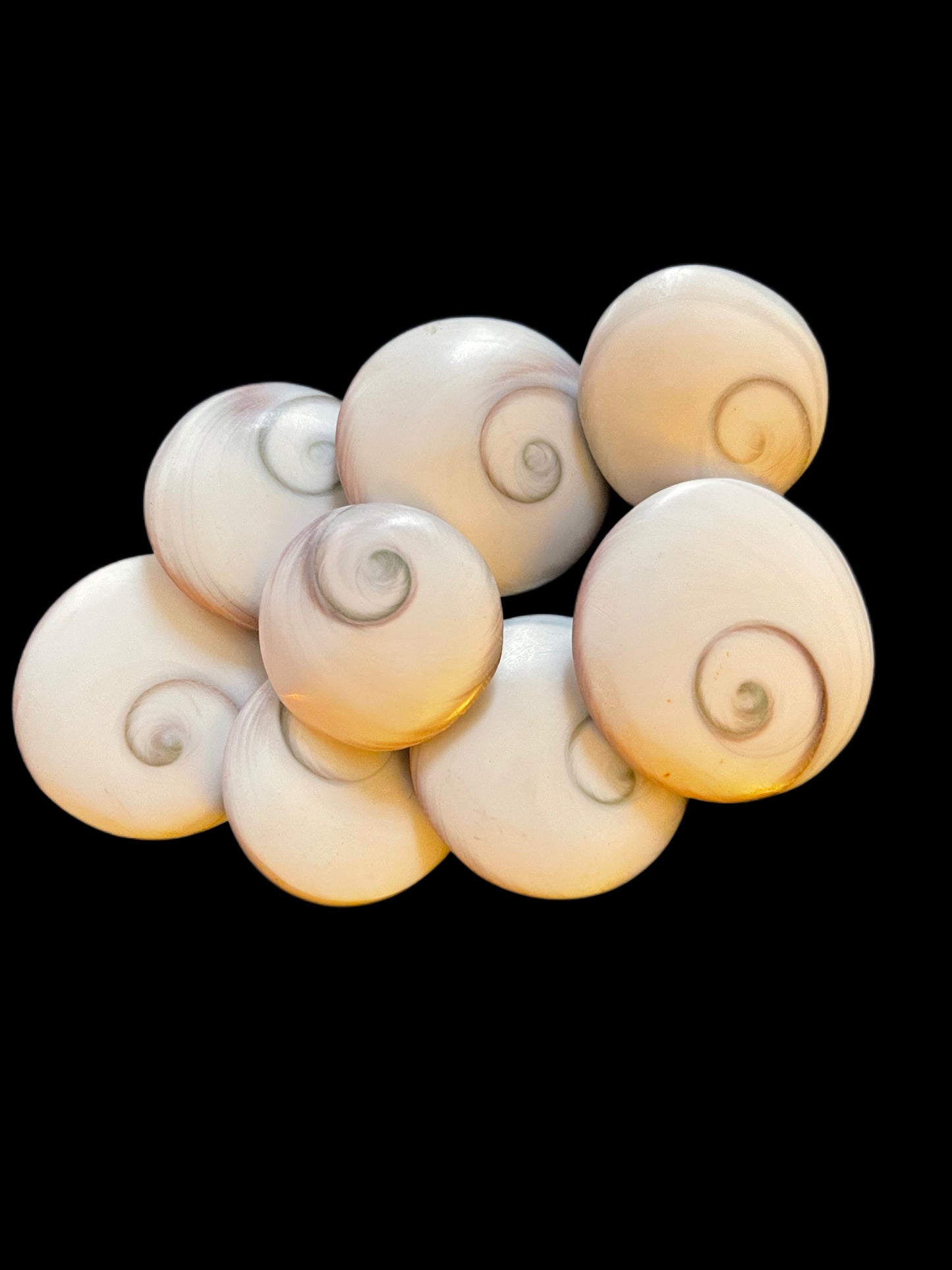 Shiva Shells - Available at West Palm Only