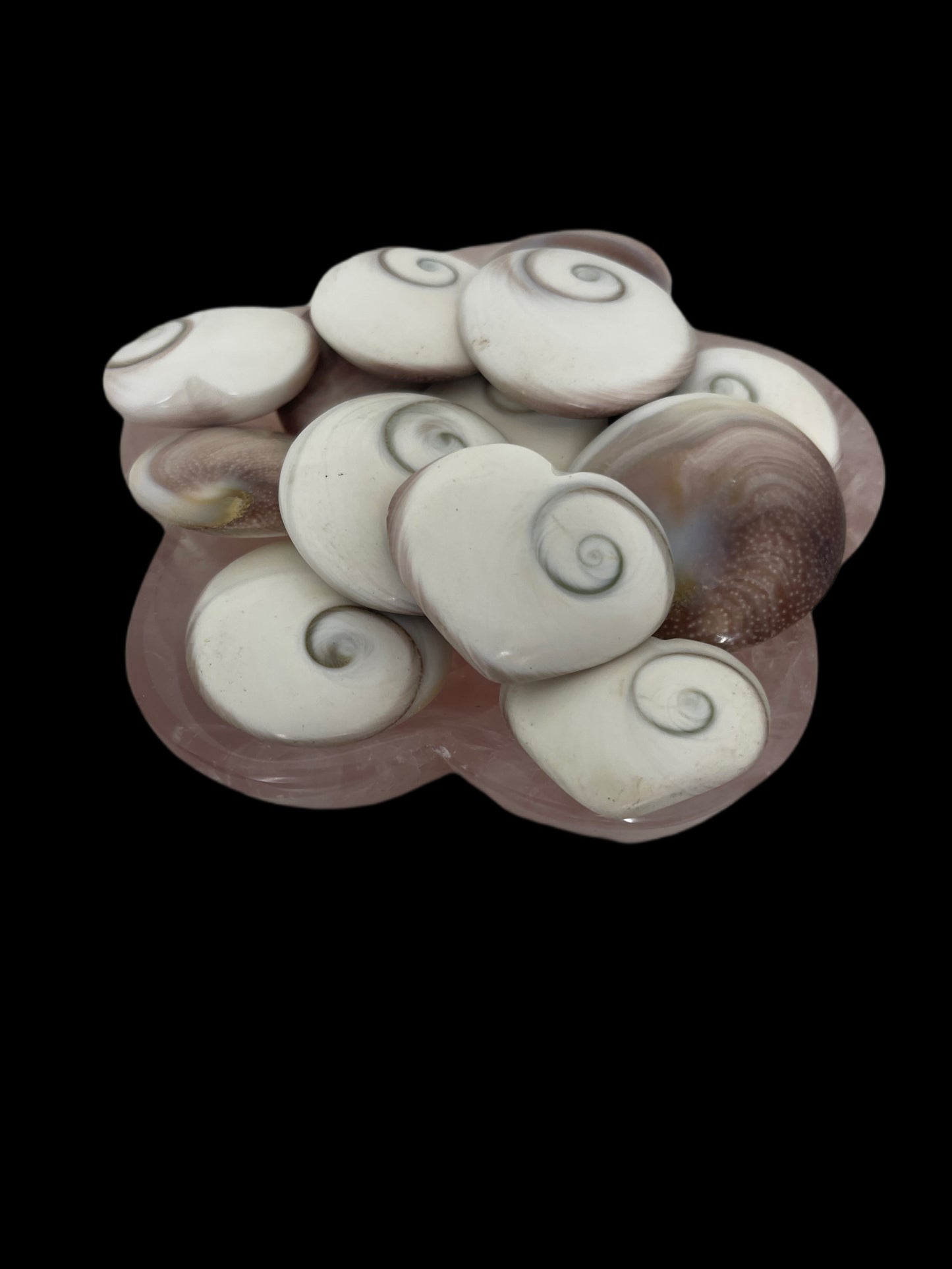 Shiva Shells - Available at West Palm Only